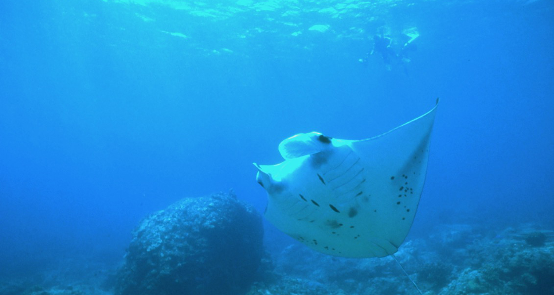 Diving in Thailand & Burma