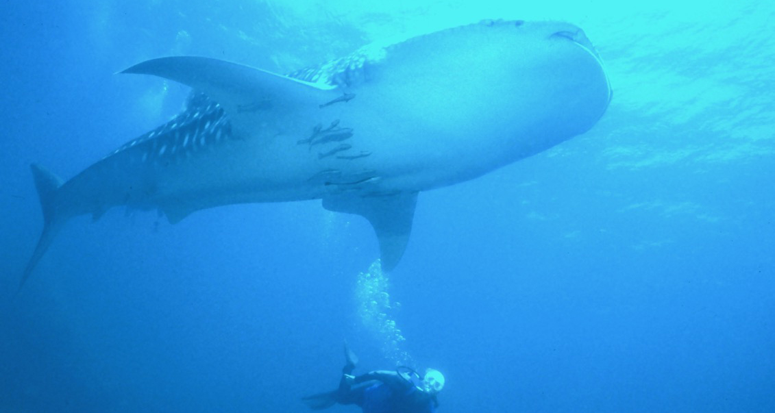 Diving in Thailand & Burma