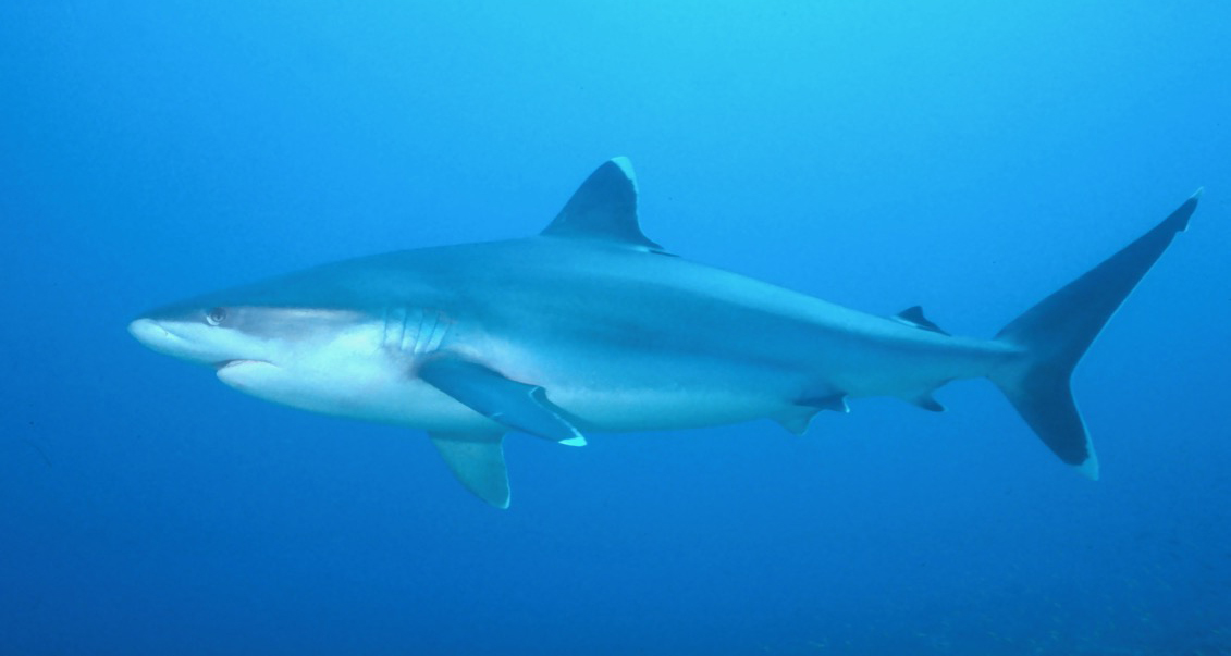 Diving in Thailand & Burma