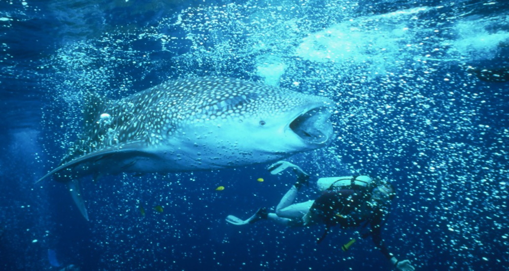 Diving in Thailand & Burma