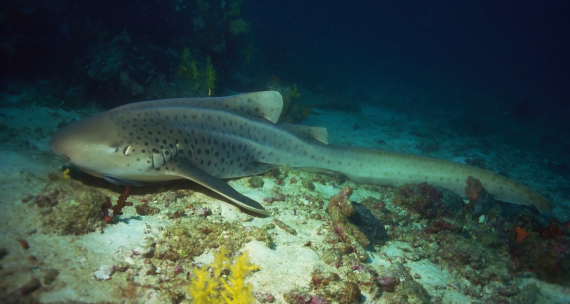 Diving in Thailand & Burma