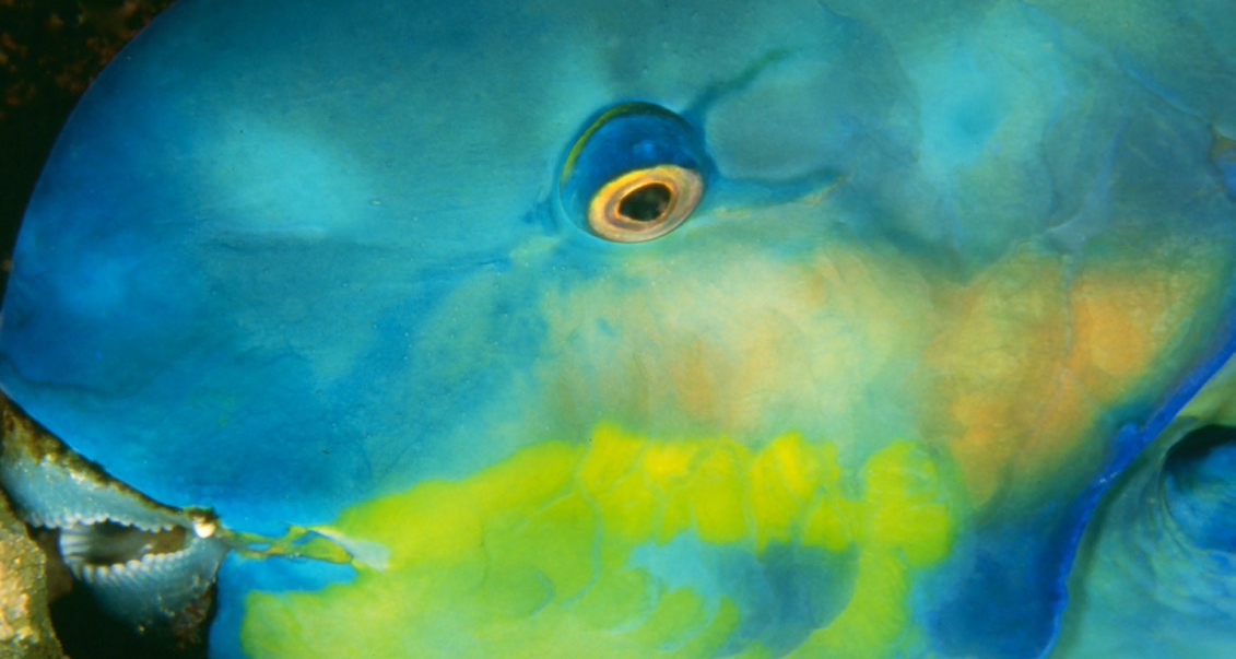 Diving in Thailand & Burma