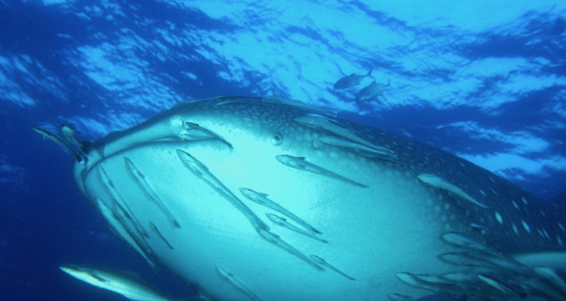 Diving in Thailand & Burma