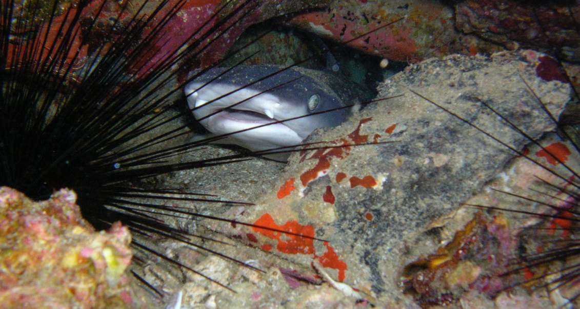 Diving in Thailand & Burma