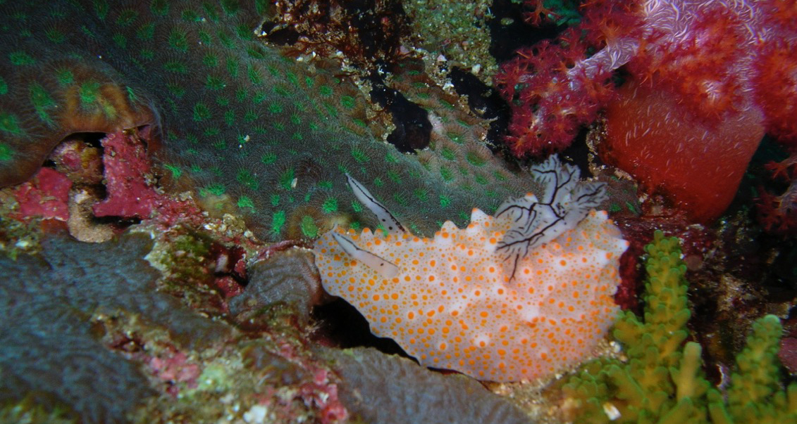 Diving in Thailand & Burma