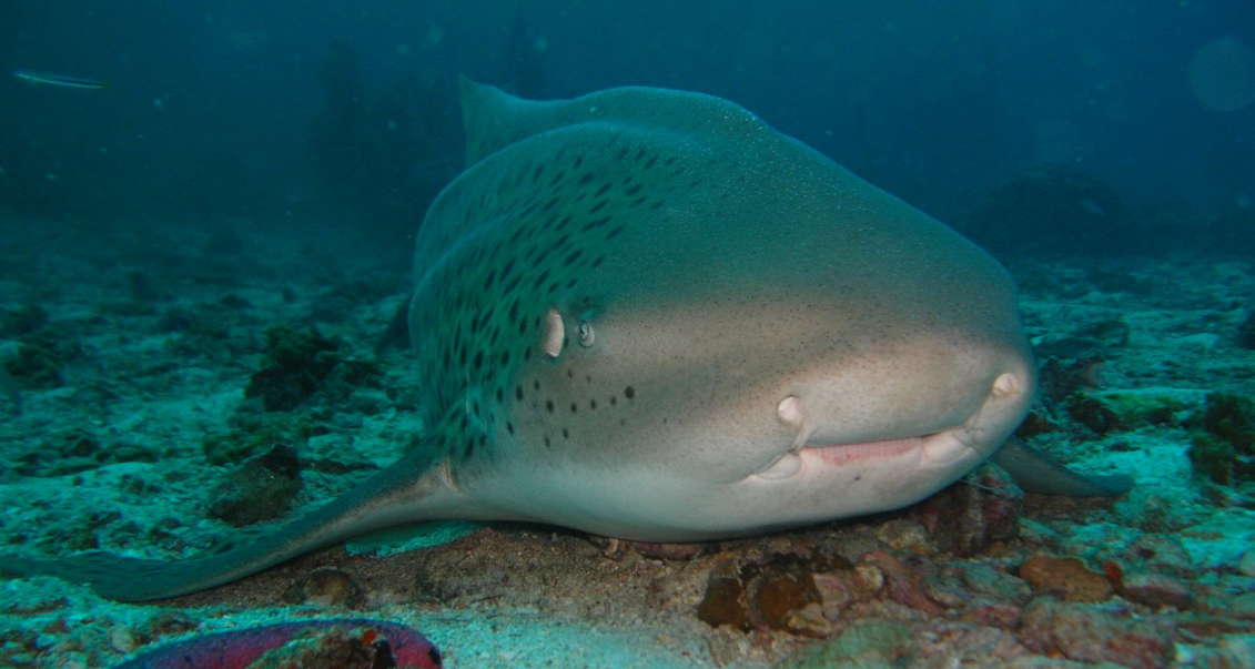 Diving in Thailand & Burma