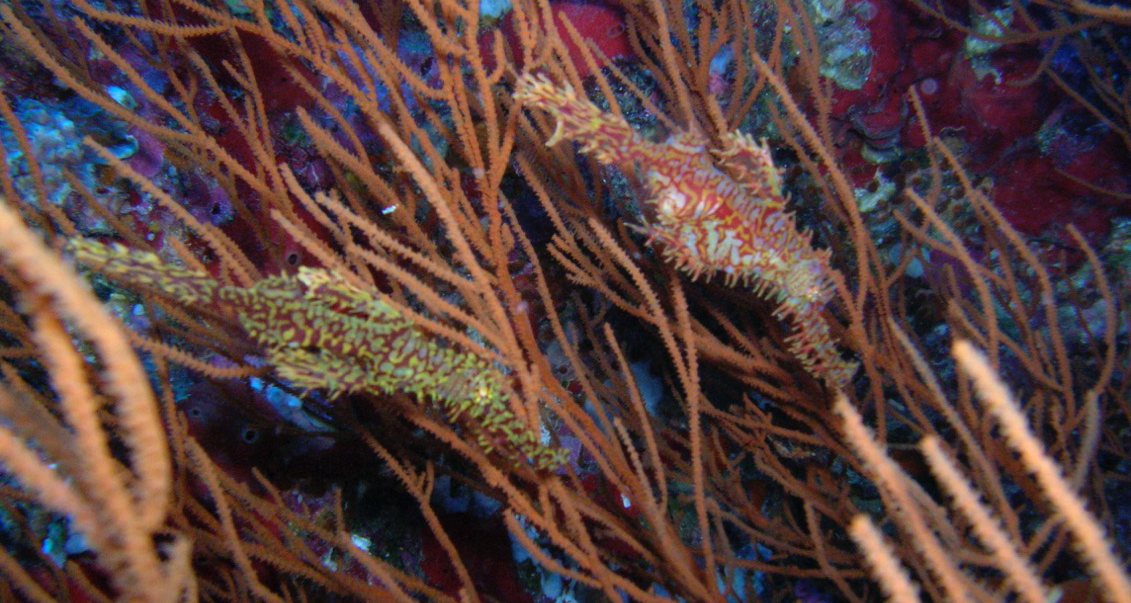 Diving in Thailand & Burma